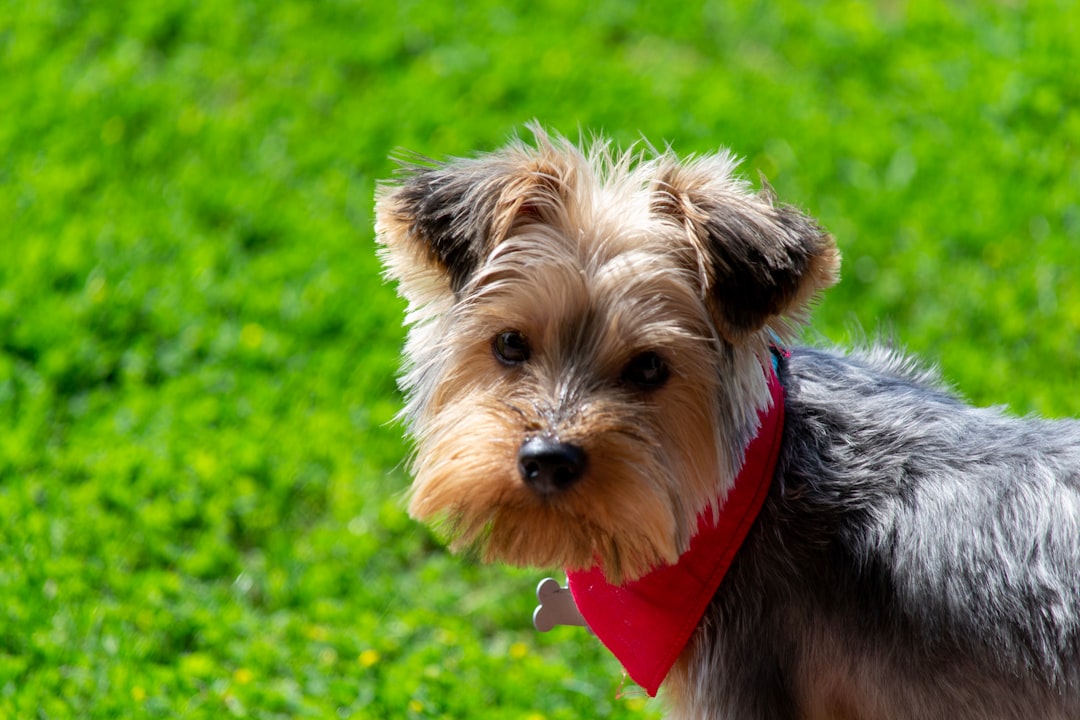 The Perfect Pet: Parti Yorkie Care and Tips